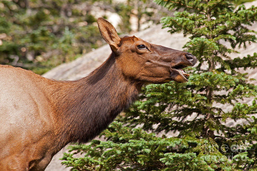 Wapiti Elk at Emerald Lake in Rocky Mountain National Park Photograph by Fred Stearns
