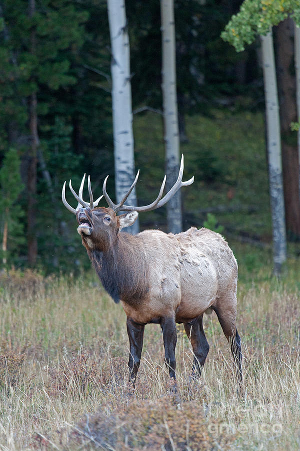 Wapiti Elk Bugling in Rocky Mountain National Park Photograph by Fred Stearns