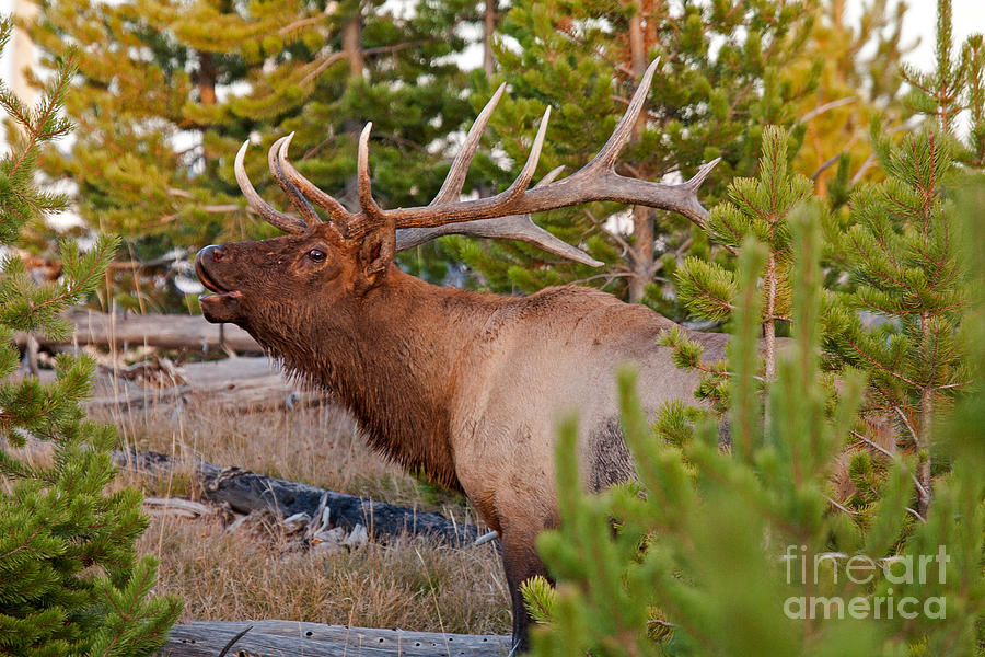 Wapiti Elk Bugling in Yellowstone National Park Photograph by Fred Stearns