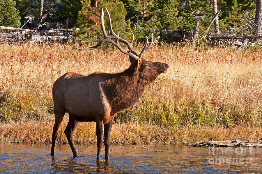 Wapiti Elk Bull in Yellowstone National Park Photograph by Fred Stearns