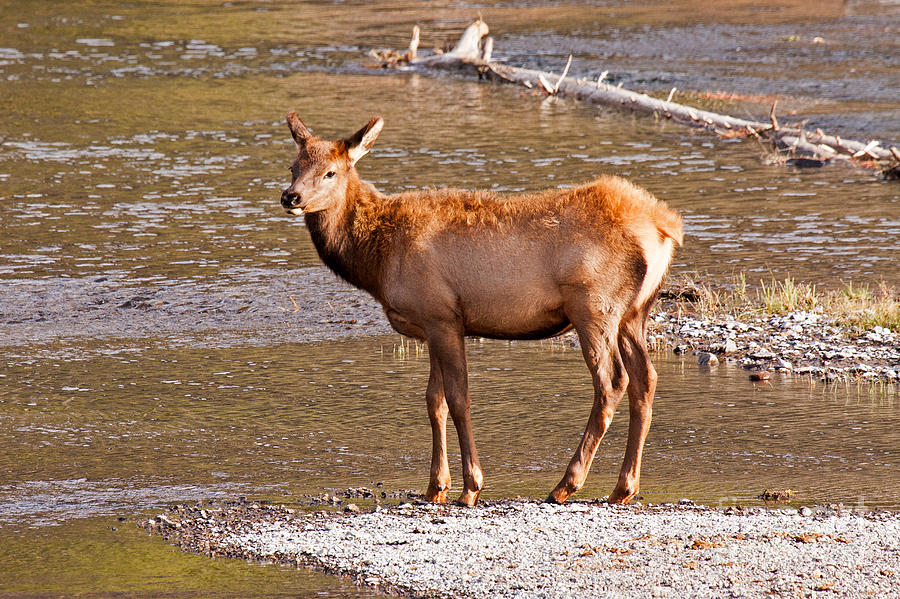 Wapiti Elk Calf Standing by the Madison River inYellowstone National Park Yellowstone National Park Photograph by Fred Stearns