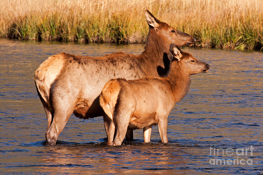 Wapiti Elk Cow and Calf in Yellowstone National Park Photograph by Fred Stearns