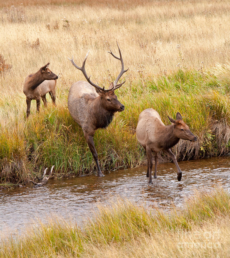 Wapiti Elk Crossing the Big Thompson River in Rocky Mountain National Park Photograph by Fred Stearns