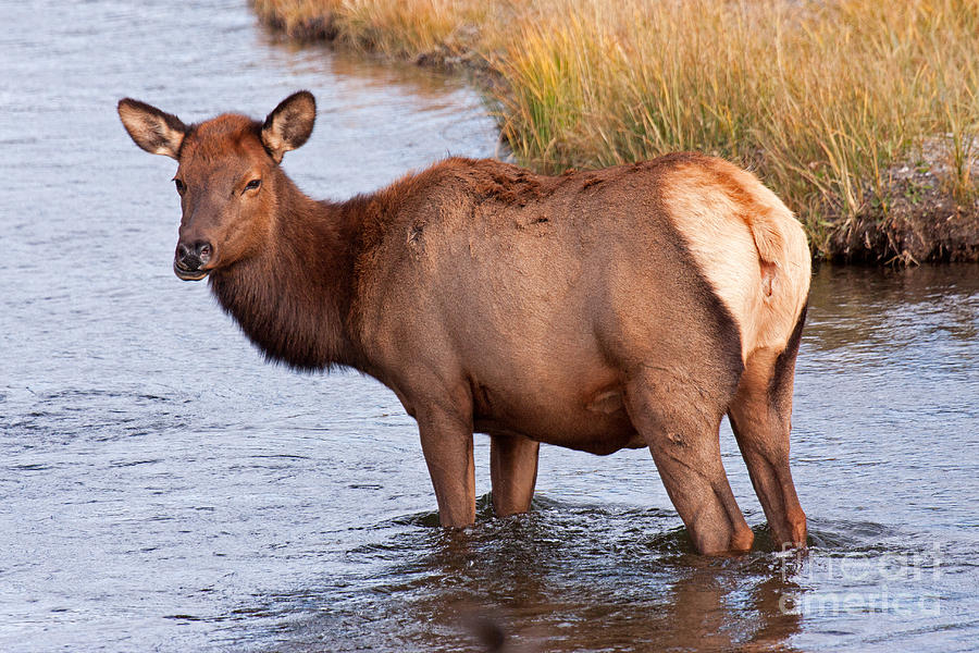 Wapiti Elk Standing in the Madison River in Yellowstone National Park Photograph by Fred Stearns