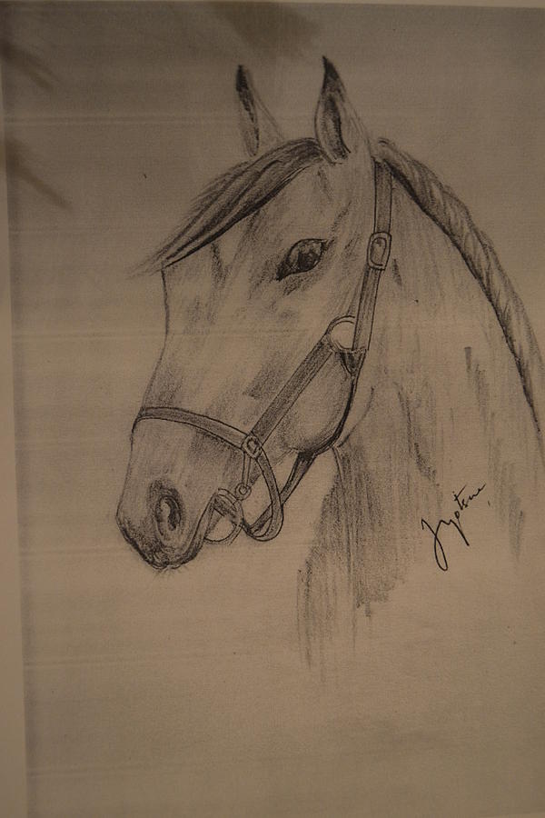 war horse drawing by jyotsna umesh war horse by jyotsna umesh