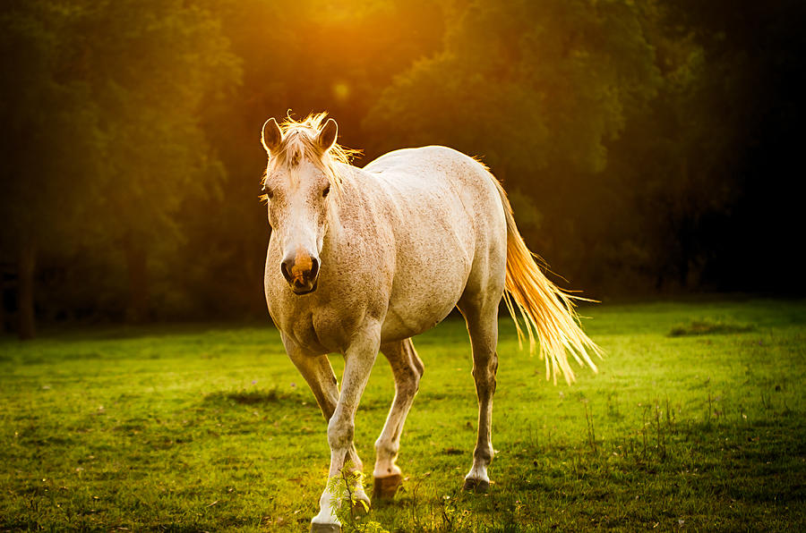 Horse Photograph - War Horse by Rajiv Karanam