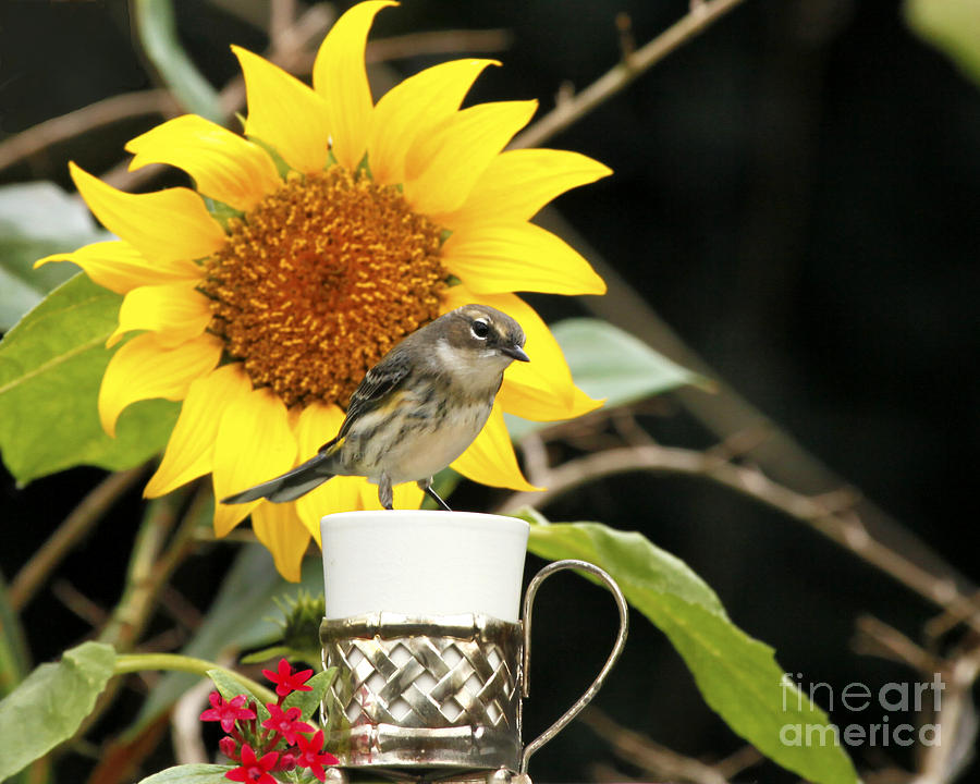 Sunflower and Warbler Bird Photograph by Luana K Perez