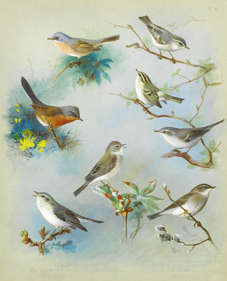 Nature Painting - Warbler and Wrens by Celestial Images