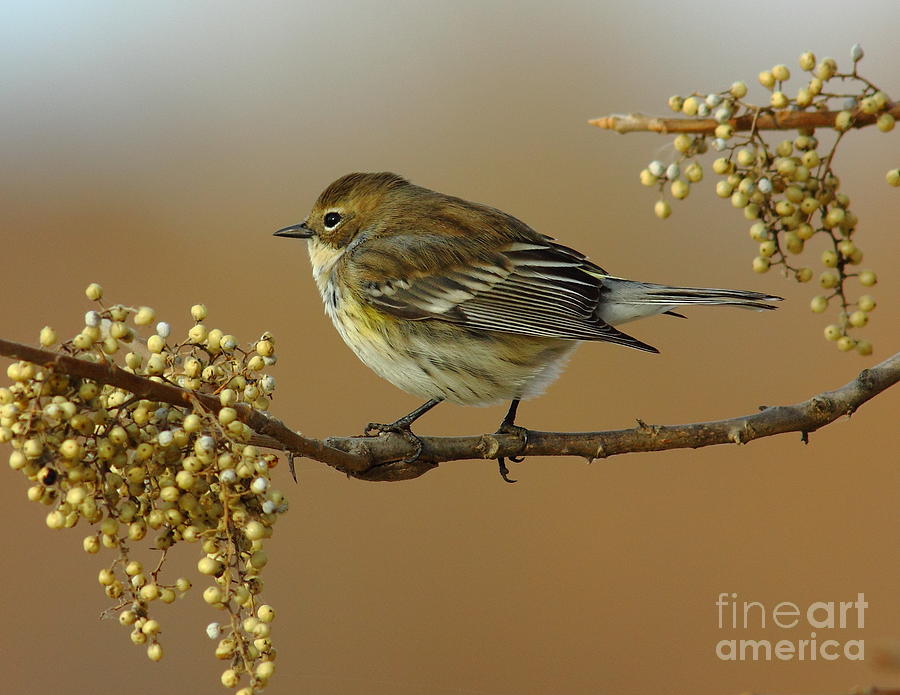 Wildlife Photograph - Yellow Rumped Warbler by Robert Frederick