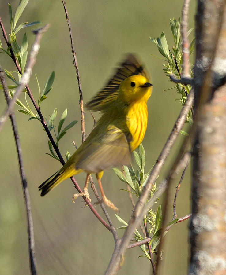 Warbler on the Wing Photograph by David Porteus