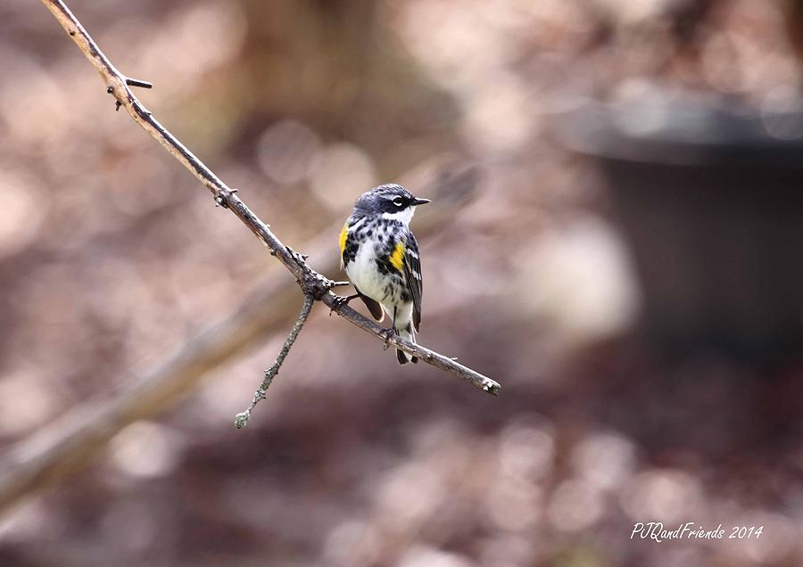 Warbler Photograph by PJQandFriends Photography
