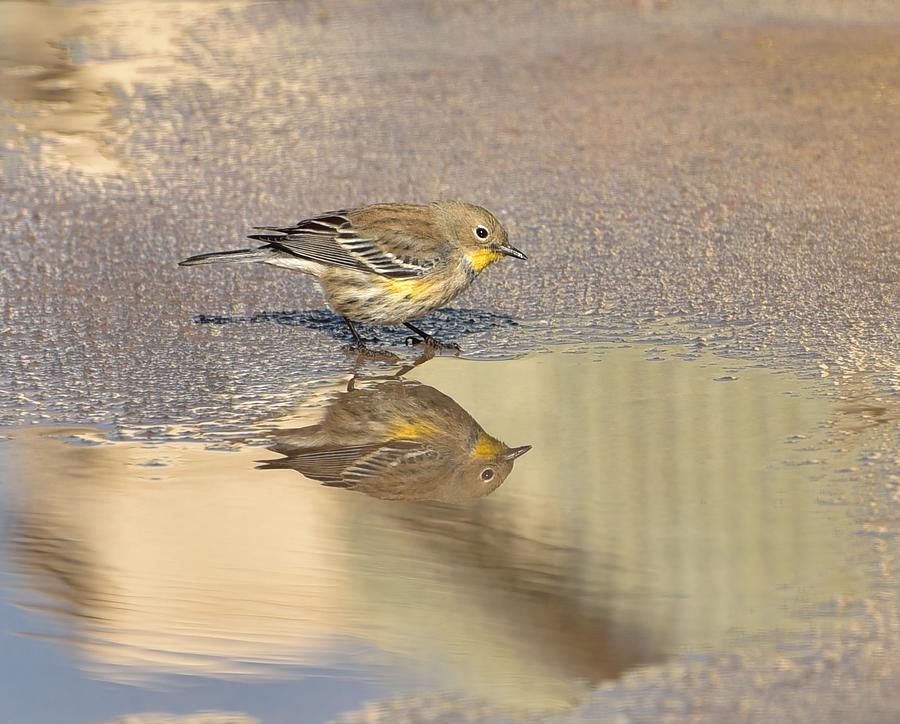 Warbler Reflection I Photograph by Linda Brody