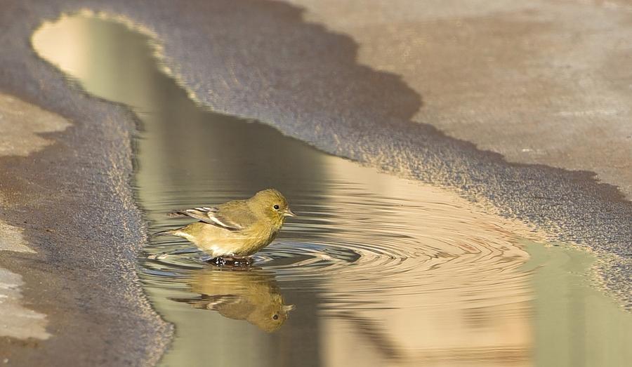 Warbler Reflection Photograph by Linda Brody
