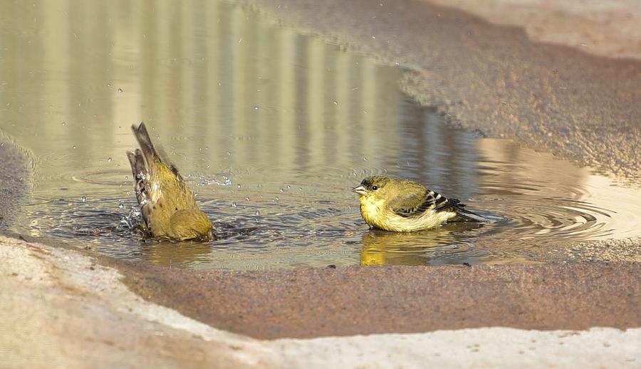 Warblers Bathing Photograph by Linda Brody