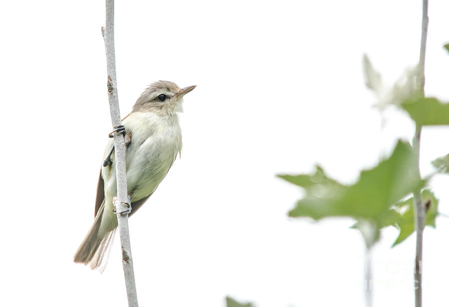 Warbling Vireo Photograph by Cheryl Baxter