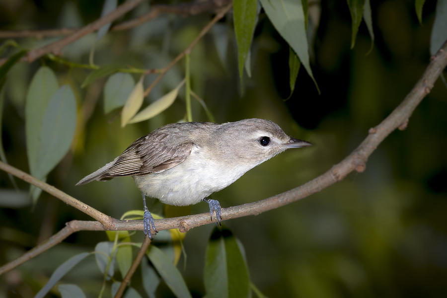 Bird Photograph - Warbling Vireo by Jack R Perry
