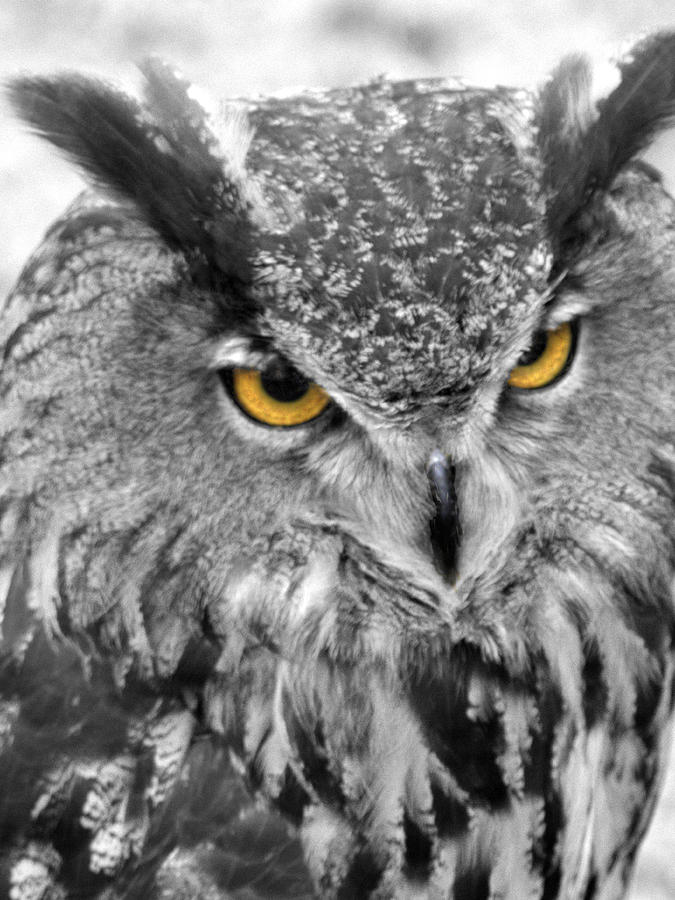 Nature Photograph - Watching You Owl by John Straton