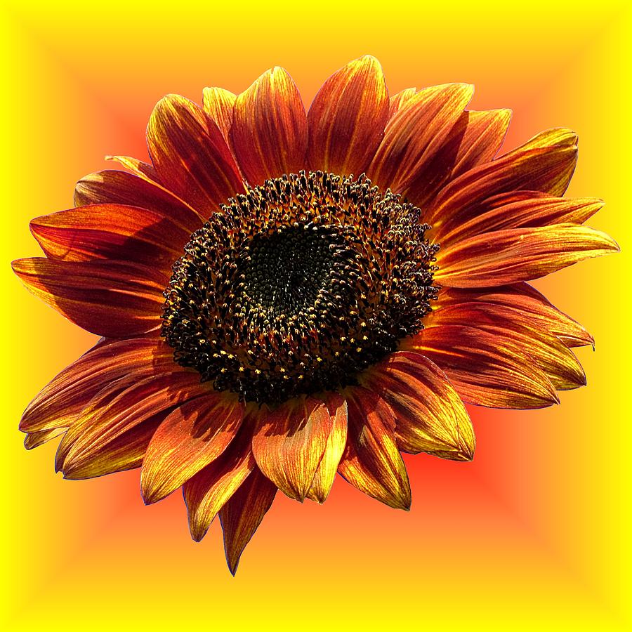 Sunflower Photograph - Warm Autumn Beauty by MTBobbins Photography