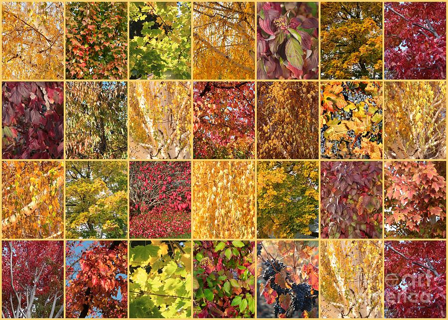 Warm Autumn Quilt Collage Photograph by Carol Groenen