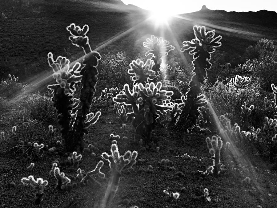 Warm Desert Sunrise Photograph by Leland D Howard