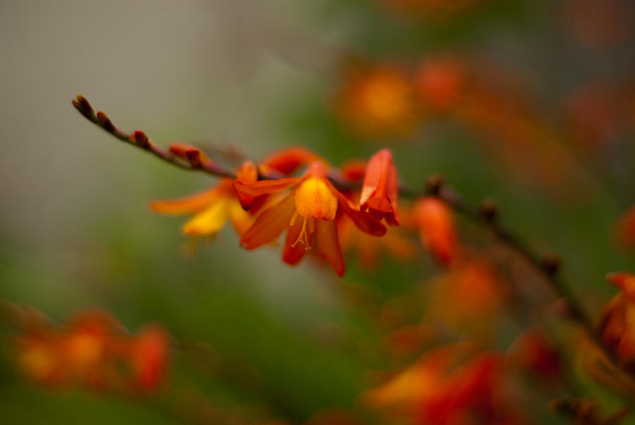 Flowers Still Life Photograph - Warm Glow by Pete Abbott