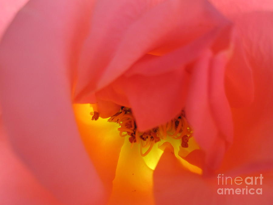 Warm Glow Pink Rose 3 Photograph by Tara  Shalton
