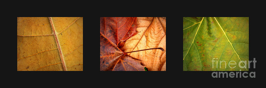 Warm Glowing Leaves Collage Photograph by Carol Groenen