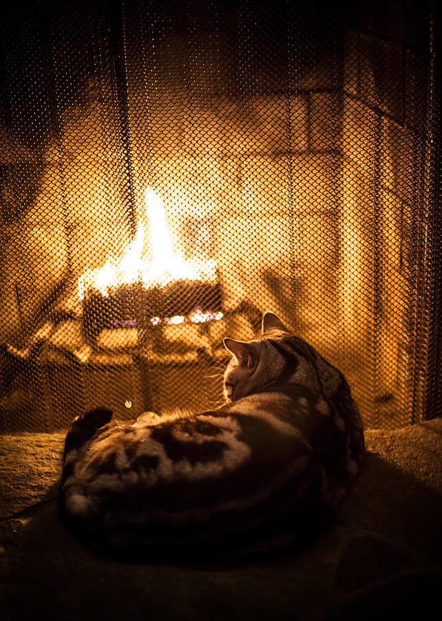 Cat Photograph - Warm Kitty by April Reppucci