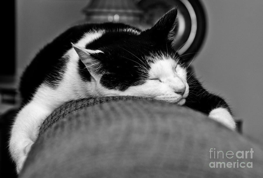 Warm Kitty Photograph by Cheryl Baxter