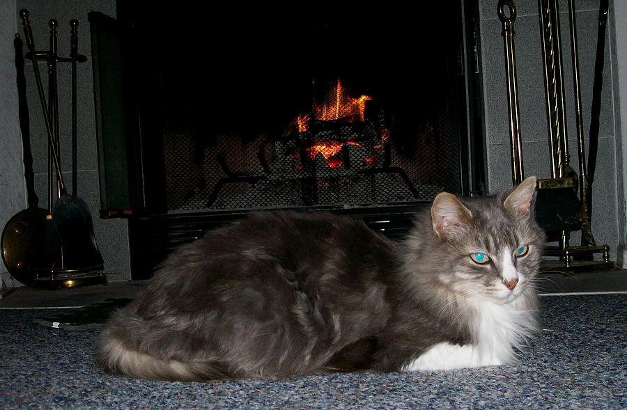 Warm Kitty Photograph