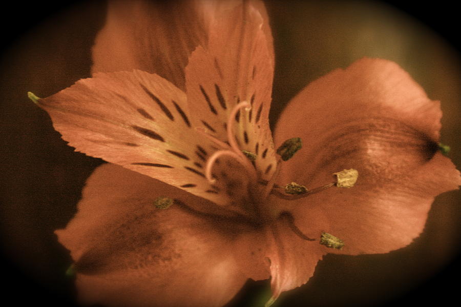 Warm Lily Photograph
