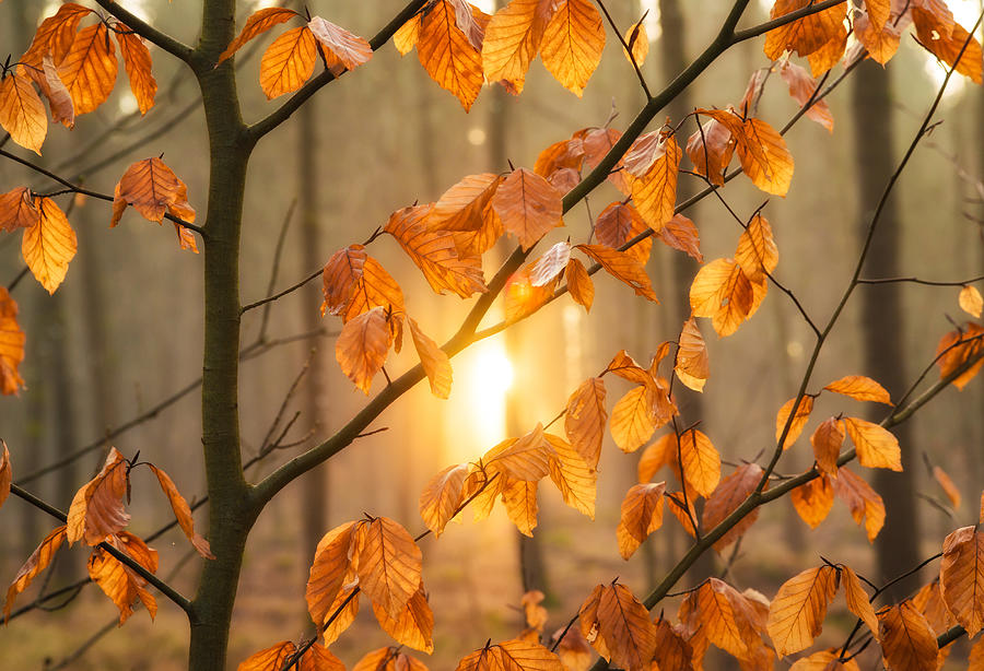 Warm orange light and brown leaves in the forest Photograph by Matthias Hauser
