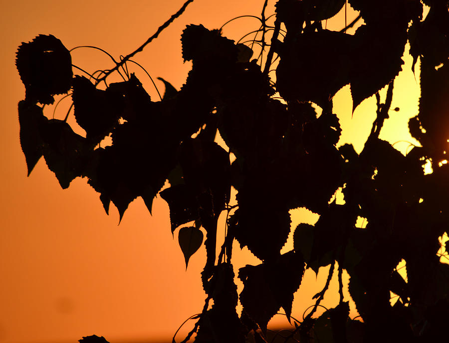 Sunset Photograph - Warm Silhouette by Joe Bledsoe