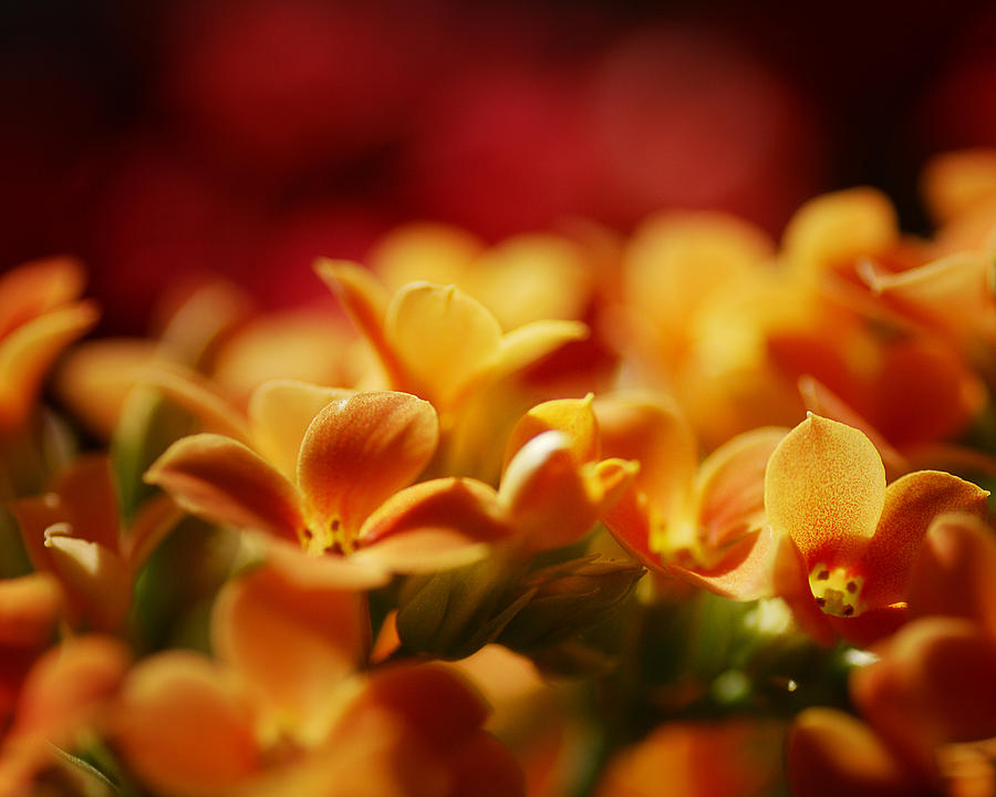 Warm Spring Glow Photograph by Sue Capuano