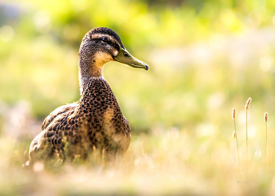 Warm Summer Morning And A Duck Photograph by Bob Orsillo