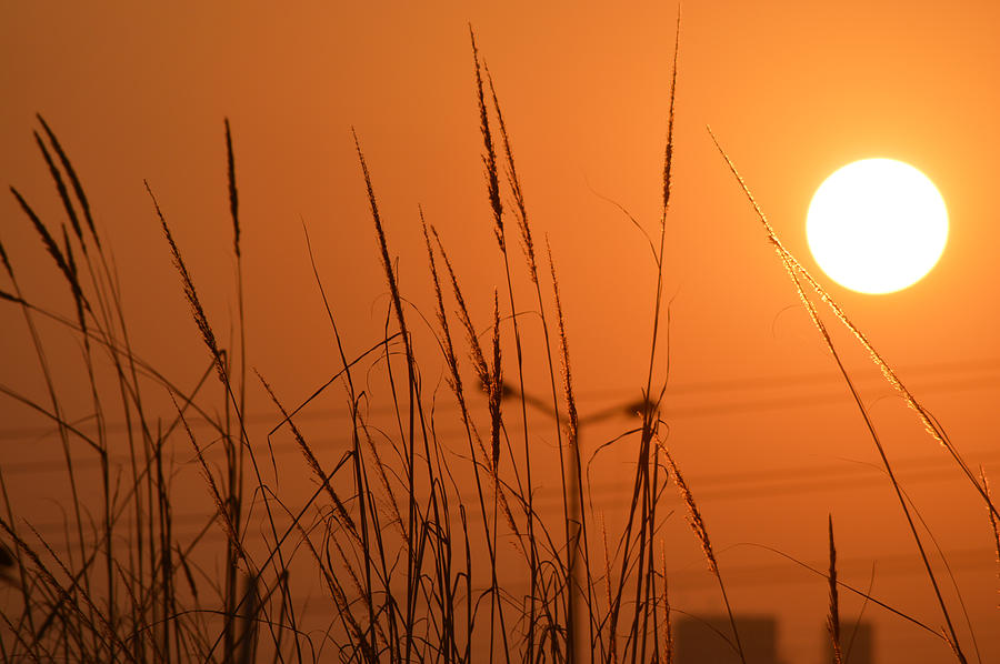 Winter Photograph - Warm sun 2 by V Naveen  Kumar