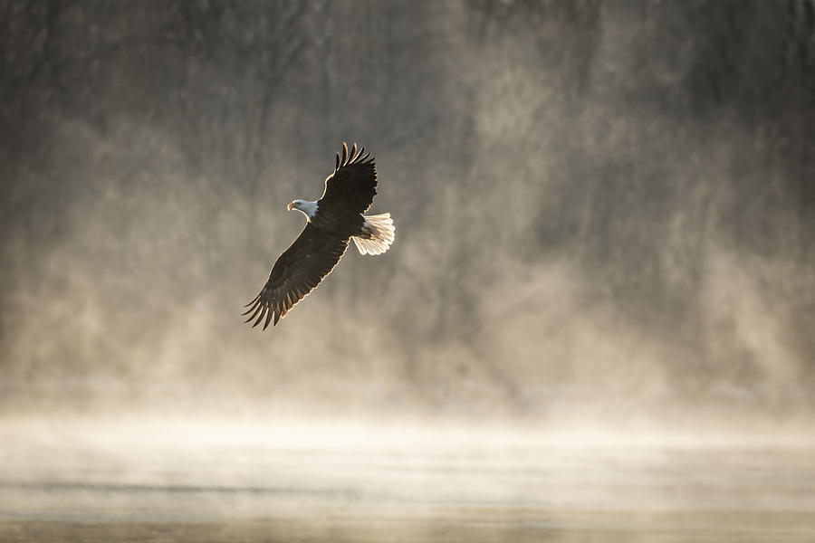 Warming Sunrise With An American Bald Eagle Photograph by Thomas Young