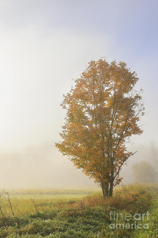 Fall Photograph - Warmth by Evelina Kremsdorf