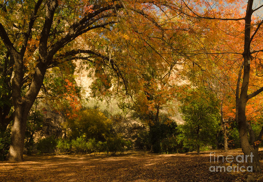 Warmth of Autumn Photograph by Tamara Becker