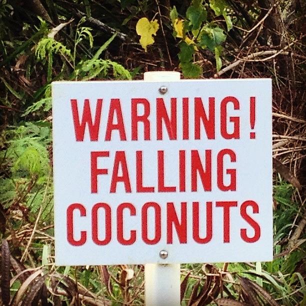 Sign Photograph - Warning Falling Coconuts by Darice Machel McGuire
