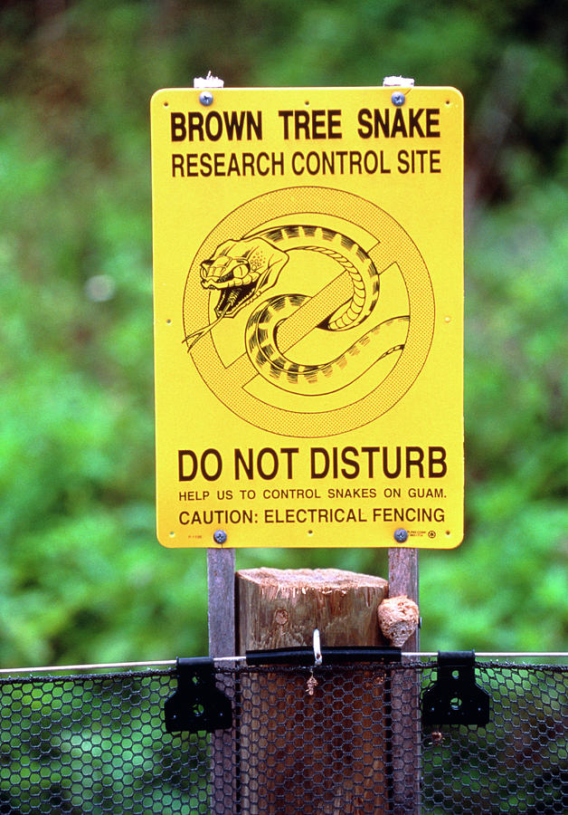 Warning Sign: Brown Tree Snake Site Photograph By Peter Menzel/science ...