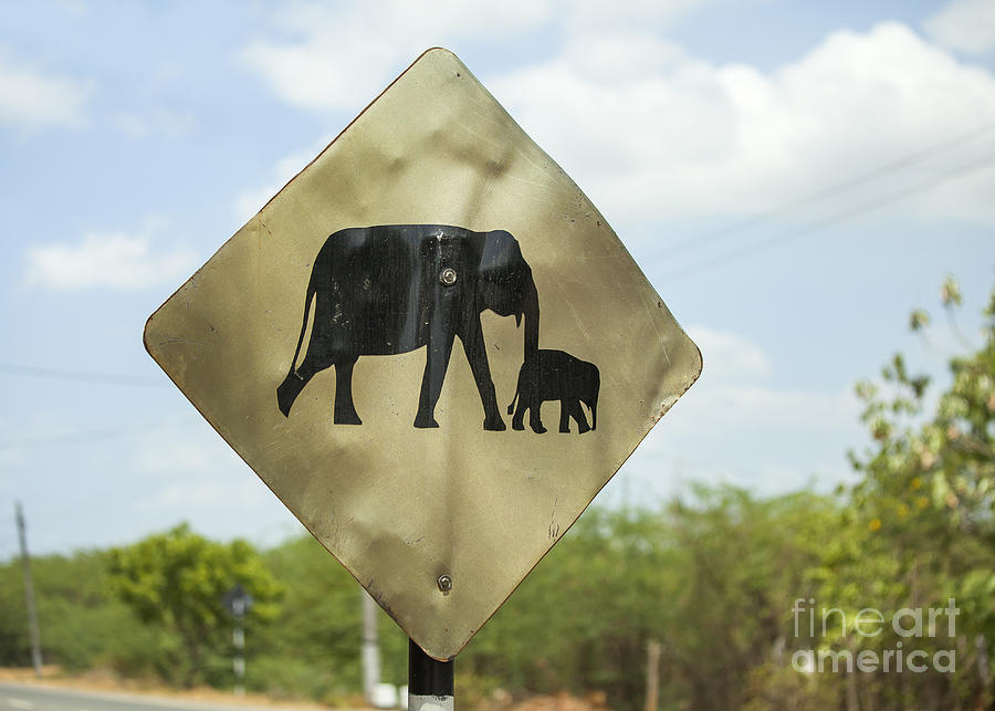 Warning sign for elephants on the road Photograph by Patricia Hofmeester