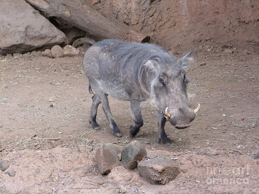 Wart Hog Photograph by Mary Deal