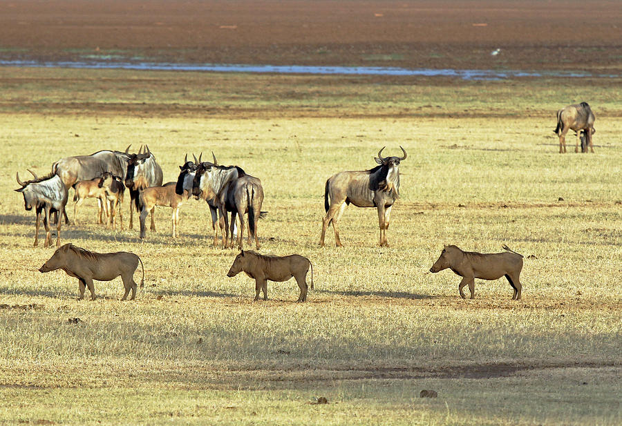 Wart Hogs and Wildebeest Photograph by Tony Murtagh