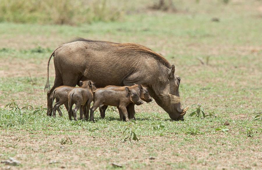 Warthog And Young Photograph by Bob Gibbons - Fine Art America