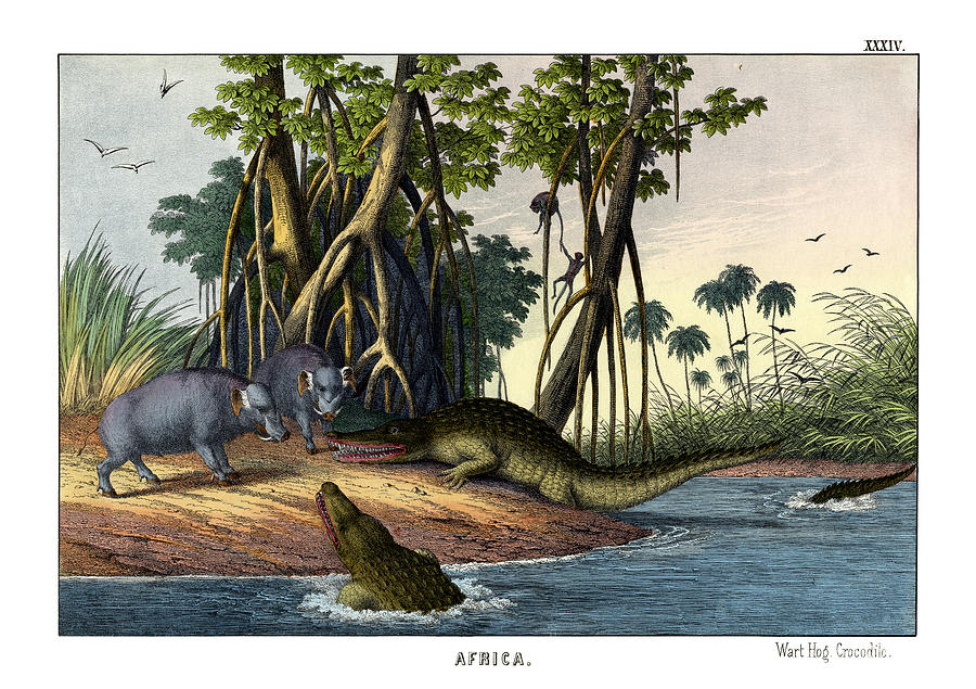 Mammal Drawing - Warthog Crocodile by Splendid Art Prints