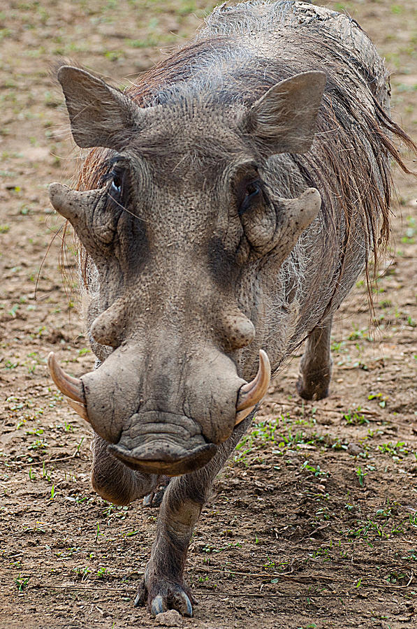 Warthog face Photograph by Photos By Cassandra | Pixels