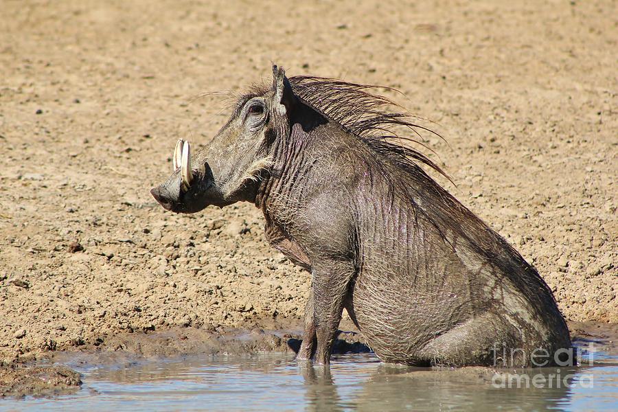 Wildlife Photograph - Warthog Happiness by Andries Alberts