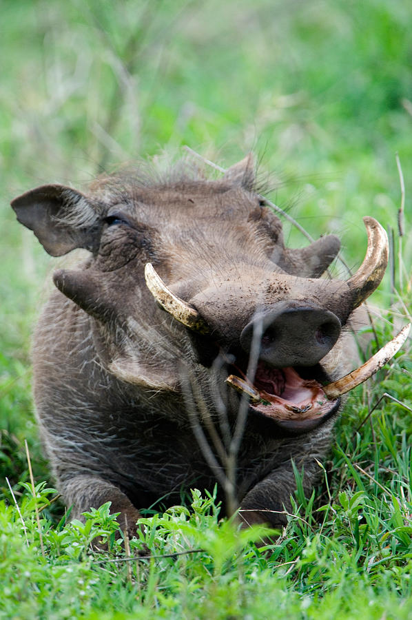 Warthog Phacochoerus Aethiopicus Photograph by Panoramic Images