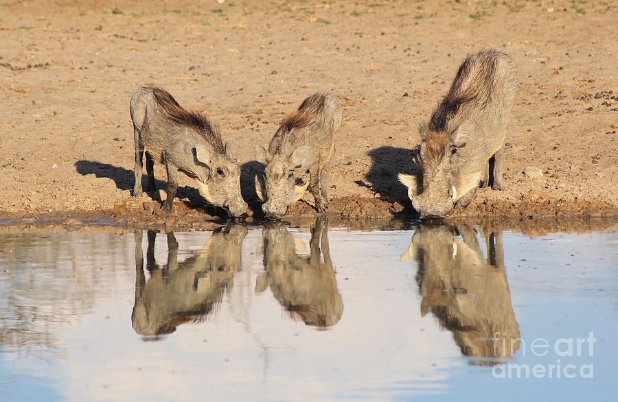 Warthog Reflection And Peace Photograph